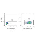 Anti-Mouse IL-28B Rabbit Recombinant Antibody Proteintech  98567-3-RR