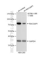 RACGAP1 Recombinant monoclonal antibody Proteintech  82788-1-RR