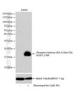 Phospho-Histone H2A.X (Ser139) Recombinant monoclonal antibody Proteintech  83307-2-RR