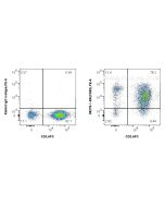 Anti-Human CD82 Rabbit Recombinant Antibody Proteintech  98278-1-RR