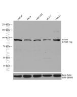 AGO2 Monoclonal antibody Proteintech  67934-1-Ig