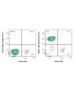 Anti-Human CD2 (TS1/8) Mouse IgG2a Recombinant Antibody Proteintech  65565-1-MR