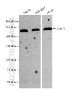 DNMT1 Recombinant monoclonal antibody Proteintech  82678-2-RR