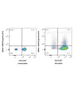 Anti-Mouse IFN-gamma Rabbit Recombinant Antibody Proteintech  98045-1-RR
