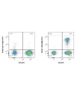 Anti-Human CD8b Rabbit Recombinant Antibody Proteintech  98103-1-RR