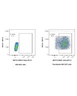 Anti-Rat IL-1 beta Rabbit Recombinant Antibody Proteintech  98310-2-RR