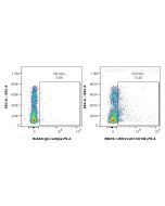 Anti-Rat VCAM-1/CD106 Rabbit Recombinant Antibody Proteintech  98618-1-RR