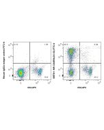 Anti-Rat CD45RA (OX-33) Mouse IgG2a Recombinant Antibody Proteintech  65578-1-MR