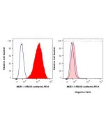 Anti-Mouse VE-cadherin/CD144 Rabbit Recombinant Antibody Proteintech  98251-1-RR