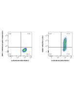 Anti-Human STRO-1 (STRO-1) Mouse IgG2a Recombinant Antibody Proteintech  65585-1-MR