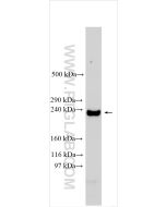 CACNA1C Polyclonal antibody Proteintech  21774-1-AP