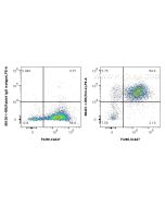 Anti-Mouse TIM4 Rabbit Recombinant Antibody Proteintech  98401-1-RR