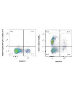 Anti-Rabbit CD19 Mouse Recombinant Antibody Proteintech  98351-1-MR