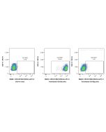 Anti-Human CD158Z/KIR3DL3 Rabbit Recombinant Antibody Proteintech  98628-1-RR