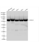 SFRS11 Recombinant monoclonal antibody Proteintech  83605-6-RR