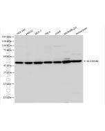 SLC25A46 Recombinant monoclonal antibody Proteintech  83360-2-RR