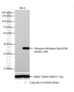 Phospho-IkB Alpha (Ser32/36) Recombinant monoclonal antibody Proteintech  82349-1-RR
