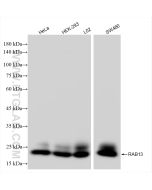 RAB13 Recombinant monoclonal antibody Proteintech  83336-2-RR