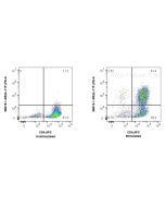 Anti-Mouse IL-17F Rabbit Recombinant Antibody Proteintech  98019-1-RR