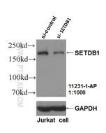 SETDB1 Polyclonal antibody Proteintech  11231-1-AP