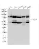 TCF7L1 Recombinant monoclonal antibody Proteintech  83588-3-RR