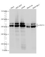 PCF11 Recombinant monoclonal antibody Proteintech  84081-4-RR