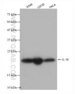 IL-18 Recombinant monoclonal antibody Proteintech  82907-1-RR