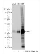 ATF4 Recombinant monoclonal antibody Proteintech  81798-2-RR