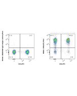 Anti-Human CD7 Rabbit Recombinant Antibody Proteintech  98204-1-RR