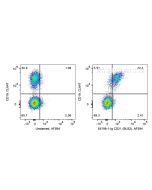 Anti-Human CD21 (BU32) Proteintech  65198-1-Ig