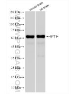 Synaptotagmin-14 Recombinant monoclonal antibody Proteintech  83923-1-RR