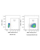 Anti-Mouse ACE2 Rabbit Recombinant Antibody Proteintech  98508-1-RR