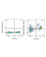 Anti-Mouse IL-17RA Rabbit Recombinant Antibody Proteintech  98532-2-RR