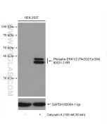 Phospho-ERK1/2 (Thr202/Tyr204) Recombinant monoclonal antibody Proteintech  80031-1-RR