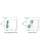Anti-Human LTBR Rabbit Recombinant Antibody Proteintech  98626-2-RR