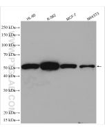 Cyclin A2 Polyclonal antibody Proteintech  18202-1-AP