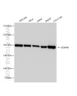 GEMIN5 Recombinant monoclonal antibody Proteintech  84171-5-RR