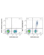 Anti-Mouse CD79b Rabbit Recombinant Antibody Proteintech  98217-1-RR