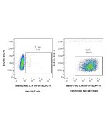 Anti-Mouse TNFSF15 Rabbit Recombinant Antibody Proteintech  98658-2-RR