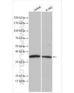 CDK6 Polyclonal antibody Proteintech  14052-1-AP