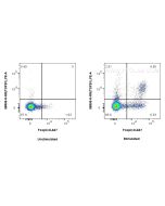 Anti-Human TGF beta 1 Rabbit Recombinant Antibody Proteintech  98506-5-RR