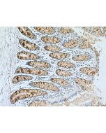 MUC2 Polyclonal antibody Proteintech  27675-1-AP