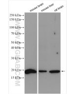 GABARAPL1-Specific Polyclonal antibody Proteintech  18721-1-AP