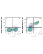 Anti-Mouse SIRP Alpha/CD172a Rabbit Recombinant Antibody Proteintech  98225-1-RR