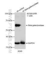 Beta galactosidase Recombinant monoclonal antibody Proteintech  83706-6-RR
