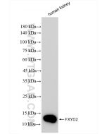 FXYD2 Recombinant monoclonal antibody Proteintech  83860-1-RR