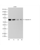 Caspase 10 Recombinant monoclonal antibody Proteintech  85196-3-RR