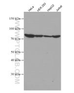 TNFAIP3 Monoclonal antibody Proteintech  66695-1-Ig