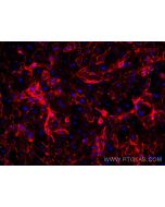 Anti-Human CD31 (WM-59) Proteintech  65268-1-Ig