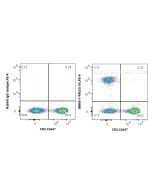 Anti-Human CD19 Rabbit Recombinant Antibody Proteintech  98560-1-RR